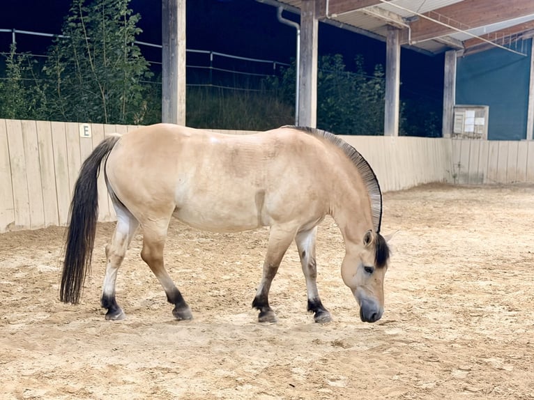 Fjord Mix Giumenta 11 Anni 151 cm Falbo in Wurmberg