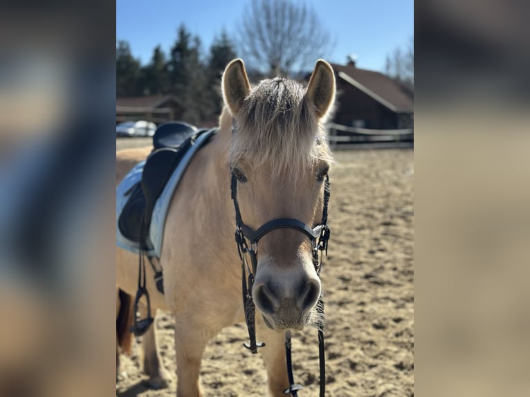 Fjord Giumenta 12 Anni 142 cm Baio chiaro in Mürzzuschlag