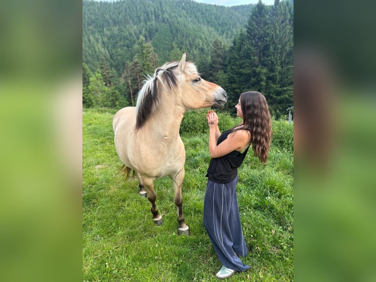 Fjord Giumenta 12 Anni 147 cm Falbo in Teichalm
