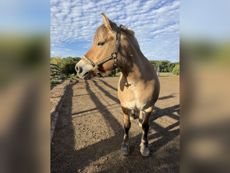 Fjord Giumenta 13 Anni 140 cm Falbo in Roßbach