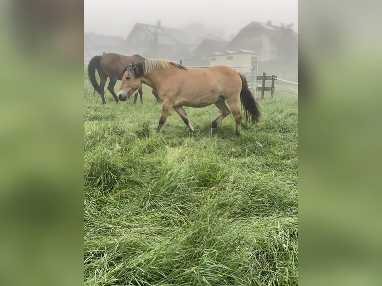 Fjord Giumenta 14 Anni 155 cm Falbo in Neustadt bei CoburgNeustadt