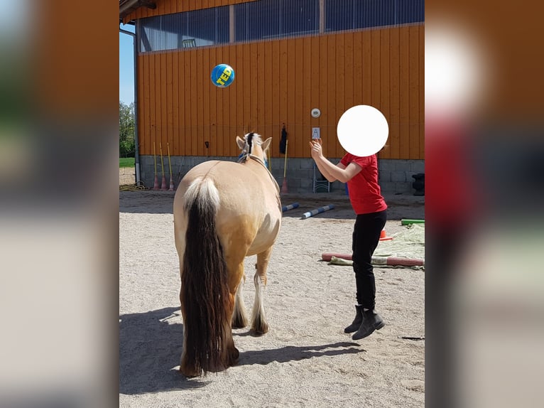 Fjord Giumenta 16 Anni 141 cm Falbo in Neumarkt-Sankt Veit