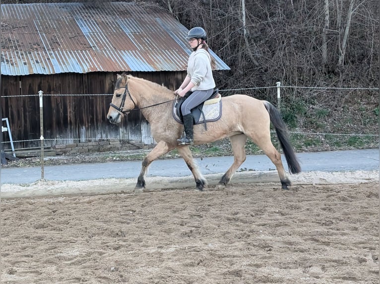 Fjord Giumenta 16 Anni 146 cm Falbo in Morsbach