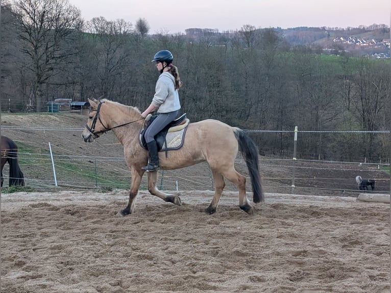 Fjord Giumenta 16 Anni 146 cm Falbo in Morsbach