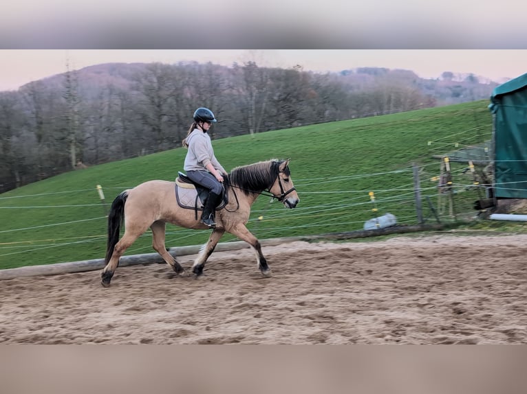 Fjord Giumenta 16 Anni 146 cm Falbo in Morsbach