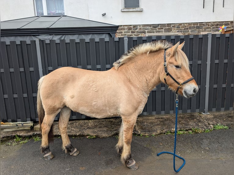 Fjord Giumenta 17 Anni 152 cm Falbo in Morsbach