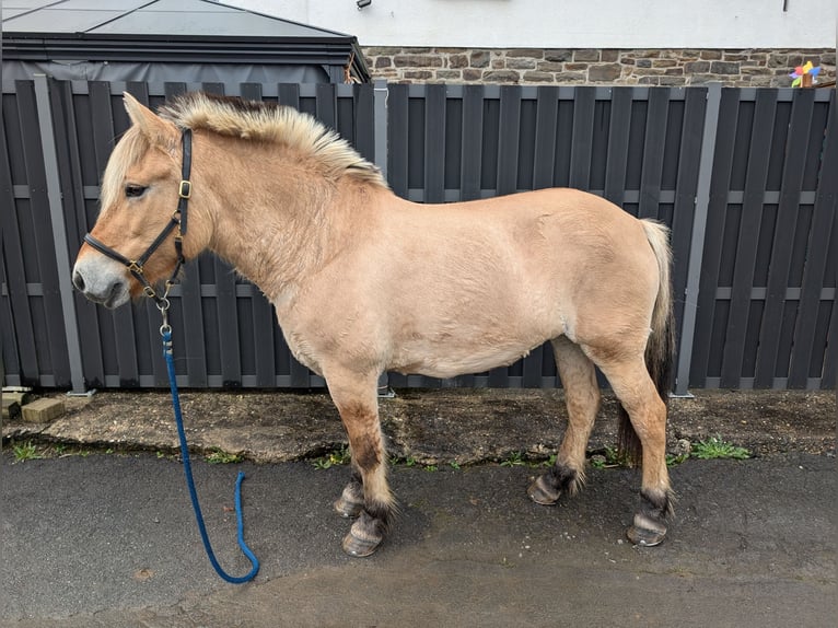 Fjord Giumenta 17 Anni 152 cm Falbo in Morsbach