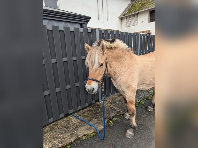 Fjord Giumenta 17 Anni 152 cm Falbo in Morsbach