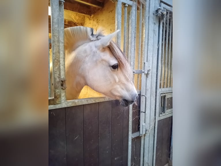 Fjord Giumenta 18 Anni 142 cm Bianco in Tessenderlo