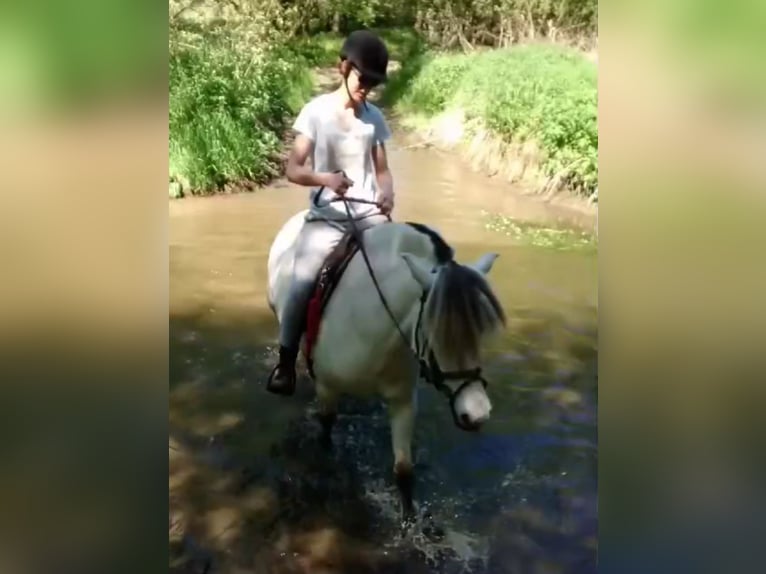 Fjord Giumenta 18 Anni 142 cm Bianco in Tessenderlo