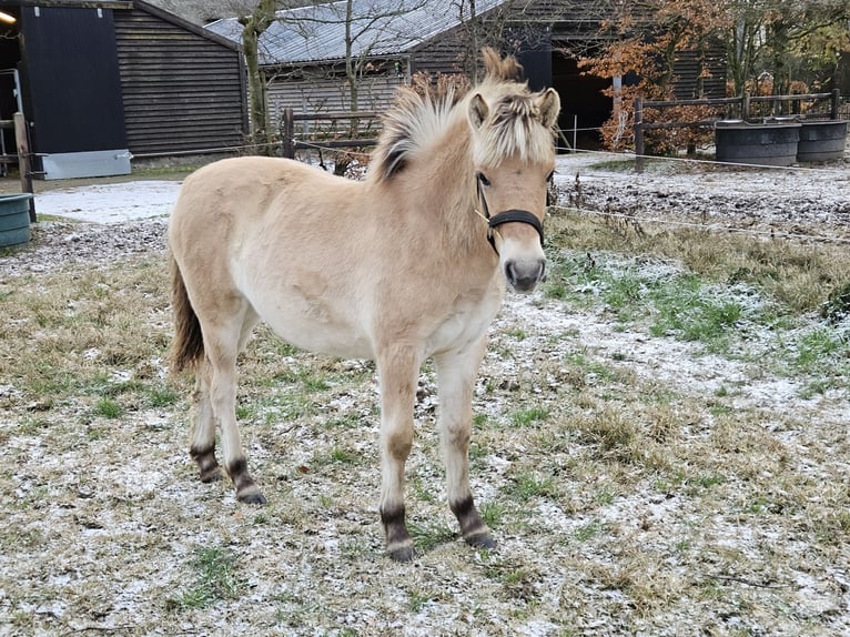 Fjord Giumenta 1 Anno 123 cm Falbo in Leende