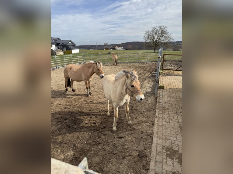 Fjord Giumenta 1 Anno 148 cm Falbo in Marsberg