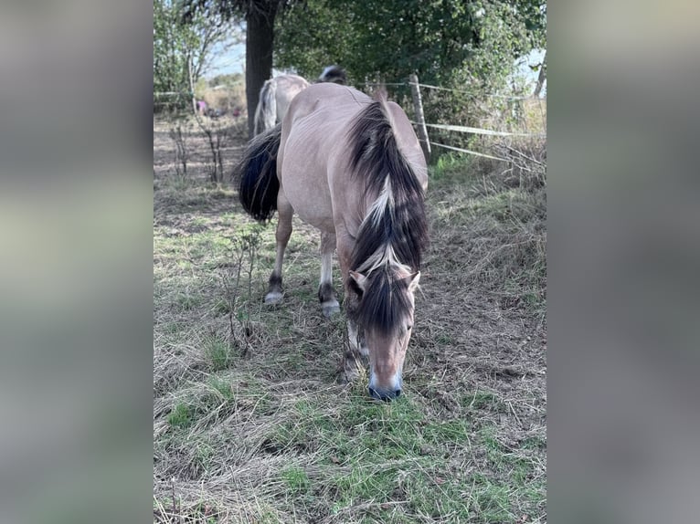 Fjord Giumenta 22 Anni 138 cm Falbo in Lahnau