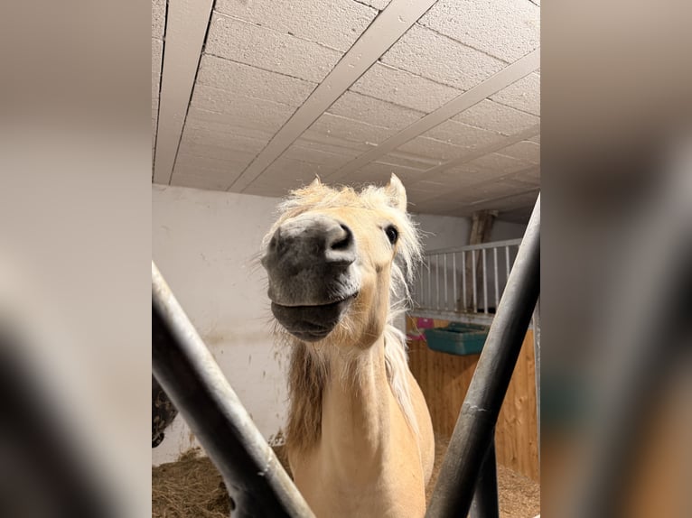 Fjord Giumenta 2 Anni 135 cm Falbo in Steinefrenz