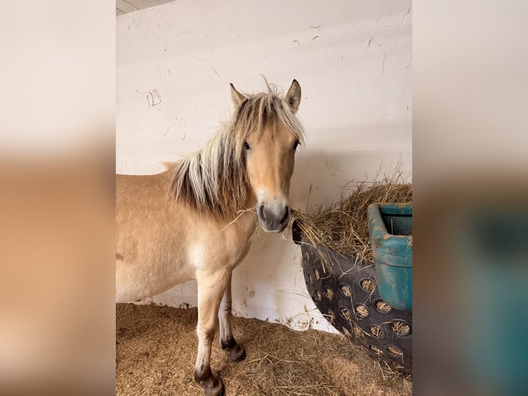 Fjord Giumenta 2 Anni 135 cm Falbo in Steinefrenz