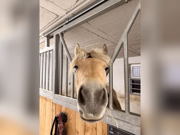 Fjord Giumenta 2 Anni 135 cm Falbo in Steinefrenz