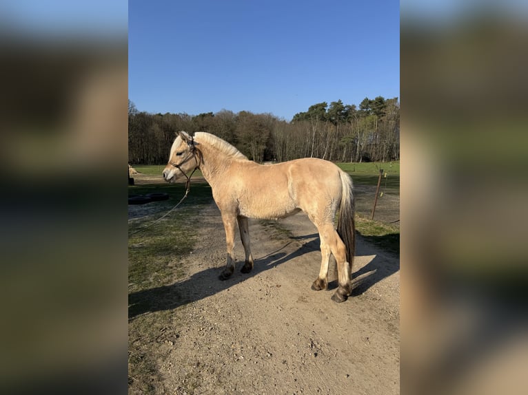 Fjord Giumenta 2 Anni 143 cm  in Zandhoven