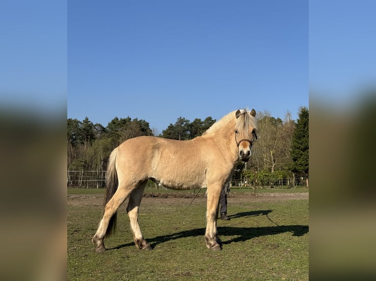 Fjord Giumenta 2 Anni 143 cm  in Zandhoven
