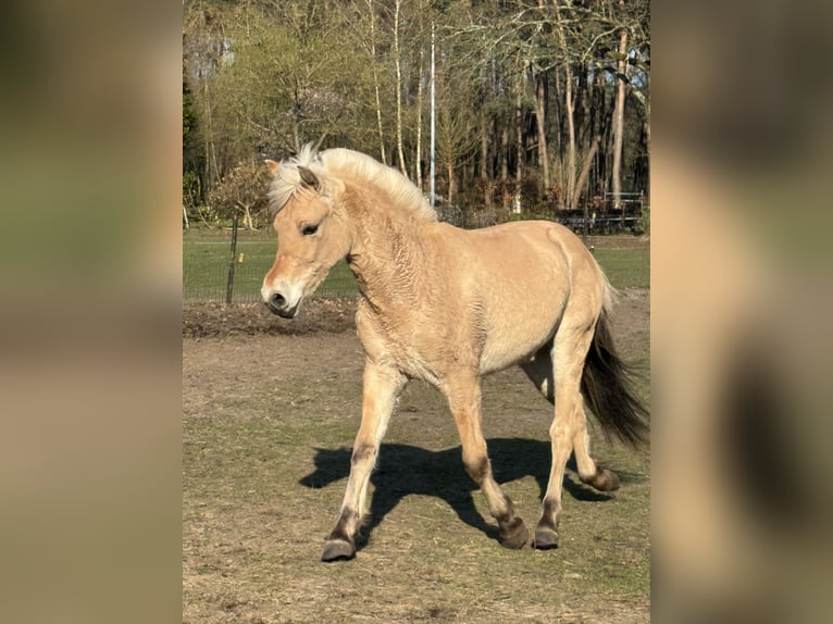 Fjord Giumenta 2 Anni 143 cm  in Zandhoven