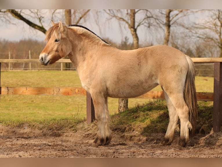 Fjord Giumenta 2 Anni 144 cm Falbo in Alt Duvenstedt