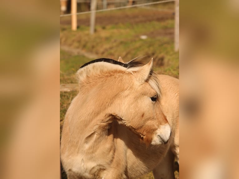 Fjord Giumenta 2 Anni 144 cm Falbo in Alt Duvenstedt