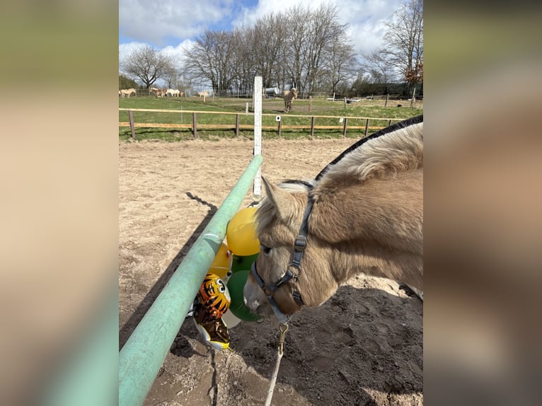 Fjord Giumenta 2 Anni 144 cm Falbo in Alt Duvenstedt