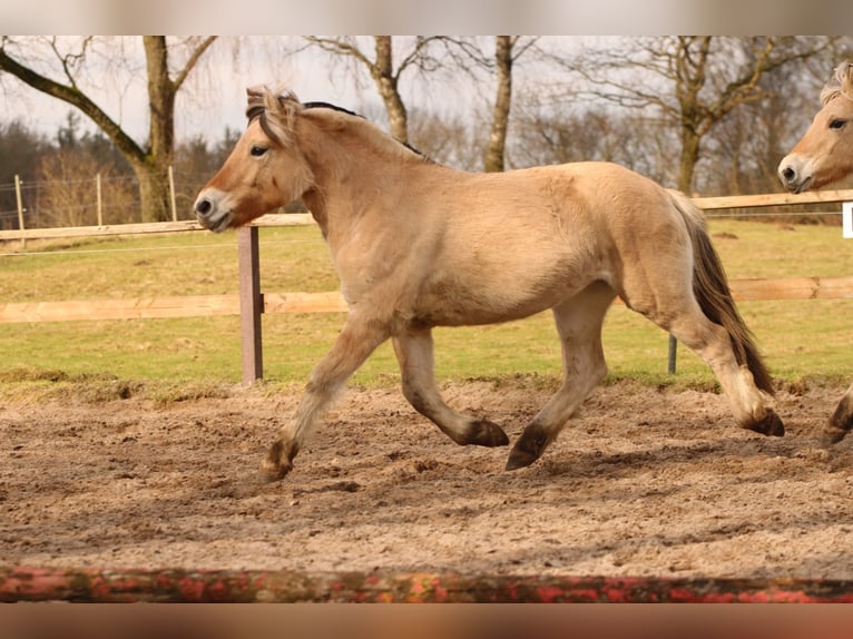 Fjord Giumenta 2 Anni 144 cm Falbo in Alt Duvenstedt