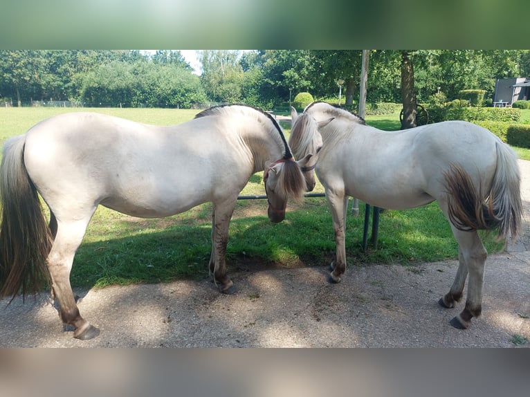 Fjord Giumenta 2 Anni  in Halle-Zoersel
