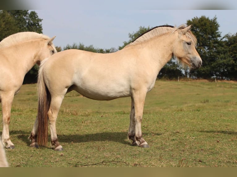 Fjord Giumenta 3 Anni 138 cm Falbo in Alt Duvenstedt