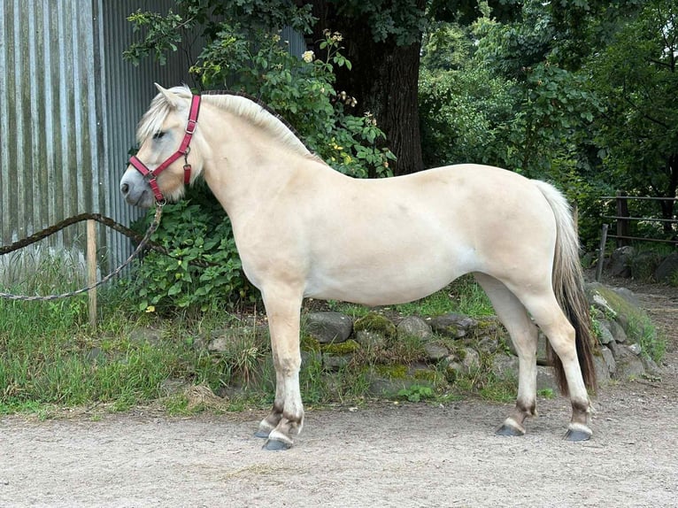 Fjord Giumenta 3 Anni 138 cm Falbo in Alt Duvenstedt