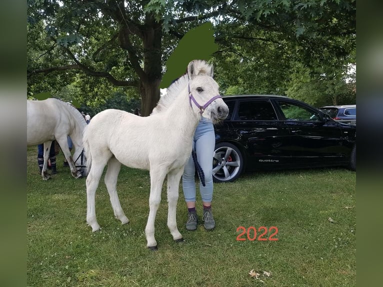 Fjord Giumenta 3 Anni 143 cm Falbo in Hitzacker