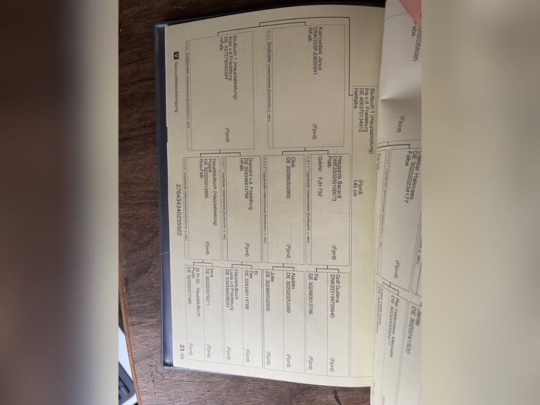 Fjord Giumenta 3 Anni 143 cm Falbo in Hitzacker