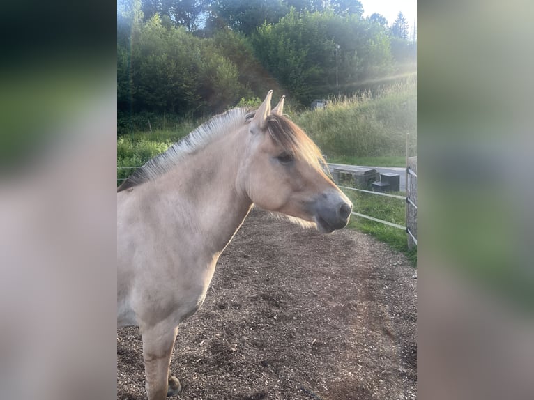 Fjord Giumenta 3 Anni 143 cm Falbo in BergneustadtBergneustadt