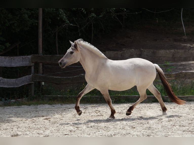 Fjord Giumenta 3 Anni 144 cm Falbo in Lautertalautertal
