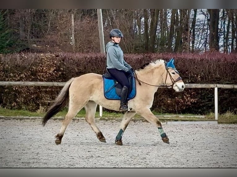 Fjord Giumenta 4 Anni 135 cm  in Vaals