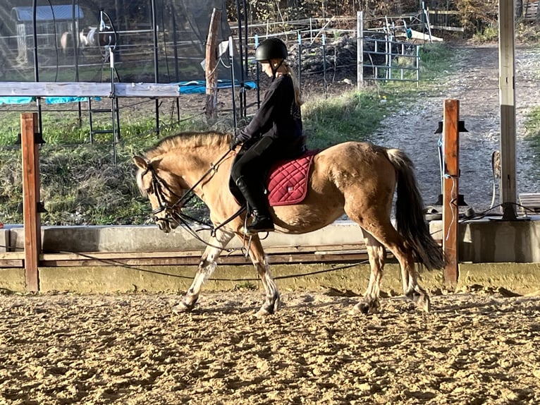 Fjord Giumenta 4 Anni 135 cm Falbo in Ursensollen