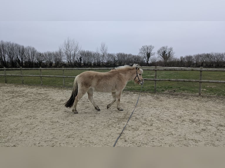 Fjord Giumenta 4 Anni 136 cm Falbo in Böklund