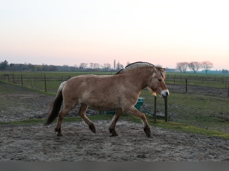 Fjord Giumenta 4 Anni 140 cm  in Roosendaal