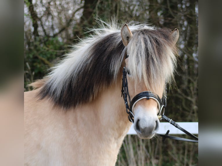 Fjord Giumenta 4 Anni 140 cm Falbo in Paderborn