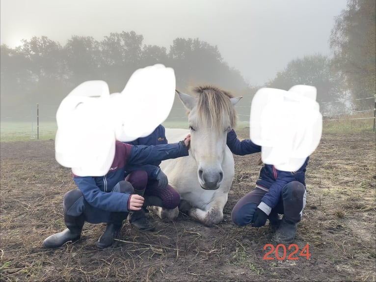 Fjord Giumenta 4 Anni 143 cm Falbo in Hitzacker