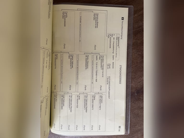 Fjord Giumenta 4 Anni 143 cm Falbo in Hitzacker