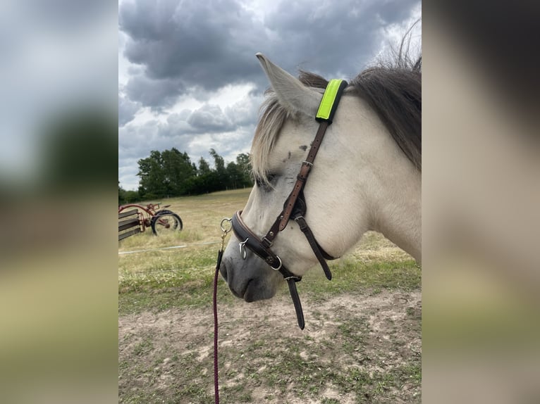 Fjord Giumenta 4 Anni 143 cm Falbo in Hitzacker