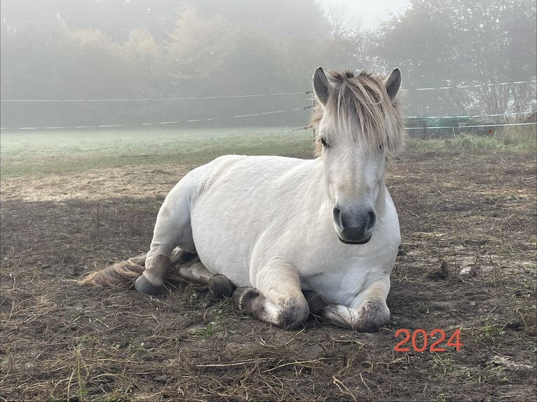 Fjord Giumenta 4 Anni 143 cm Falbo in Hitzacker