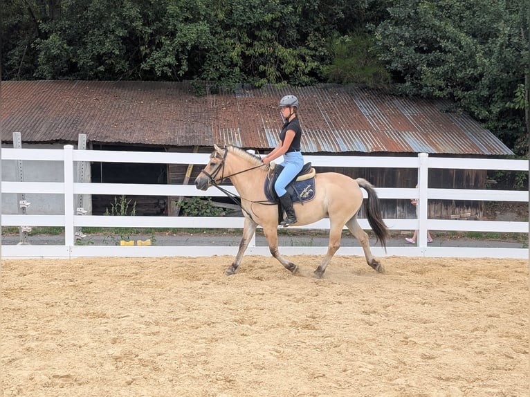 Fjord Giumenta 4 Anni 144 cm Falbo in Morsbach