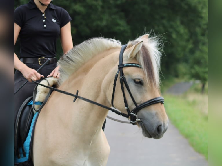 Fjord Giumenta 4 Anni 145 cm Falbo in Paderborn