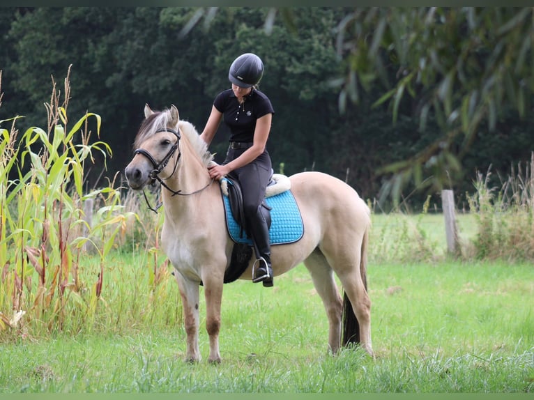 Fjord Giumenta 4 Anni 145 cm Falbo in Paderborn