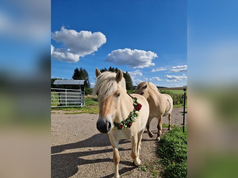 Fjord Giumenta 4 Anni 146 cm Red dun in Stipshausen
