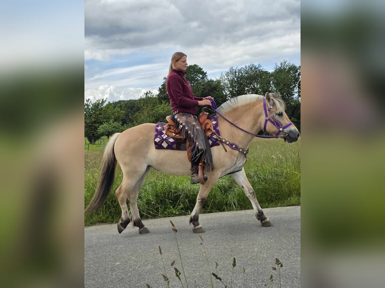 Fjord Giumenta 4 Anni 147 cm Falbo in Linkenbach