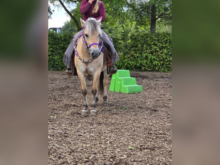 Fjord Giumenta 4 Anni 147 cm Falbo in Linkenbach