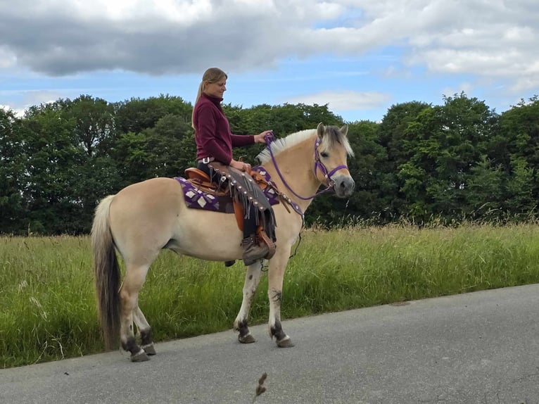 Fjord Giumenta 4 Anni 147 cm Falbo in Linkenbach